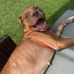 Shelter Stray Female Dog last seen , Animal Care & Control Team of Philly, 111 W Hunting Park Ave, Philadelphia, PA 19140, USA