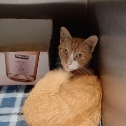 Shelter Stray Unknown Cat last seen , 1013 Garfield St, Oak Park, IL 60304, USA