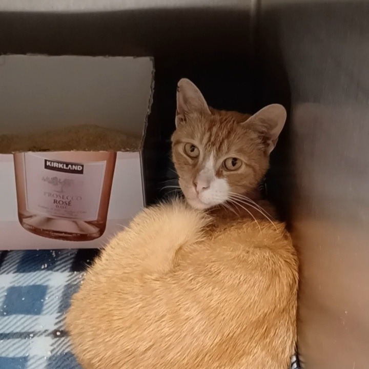 Shelter Stray Unknown Cat last seen , 1013 Garfield St, Oak Park, IL 60304, USA