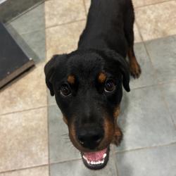 Shelter Stray Female Dog last seen , 4500 N Access Rd, Chattanooga, TN 37415, USA