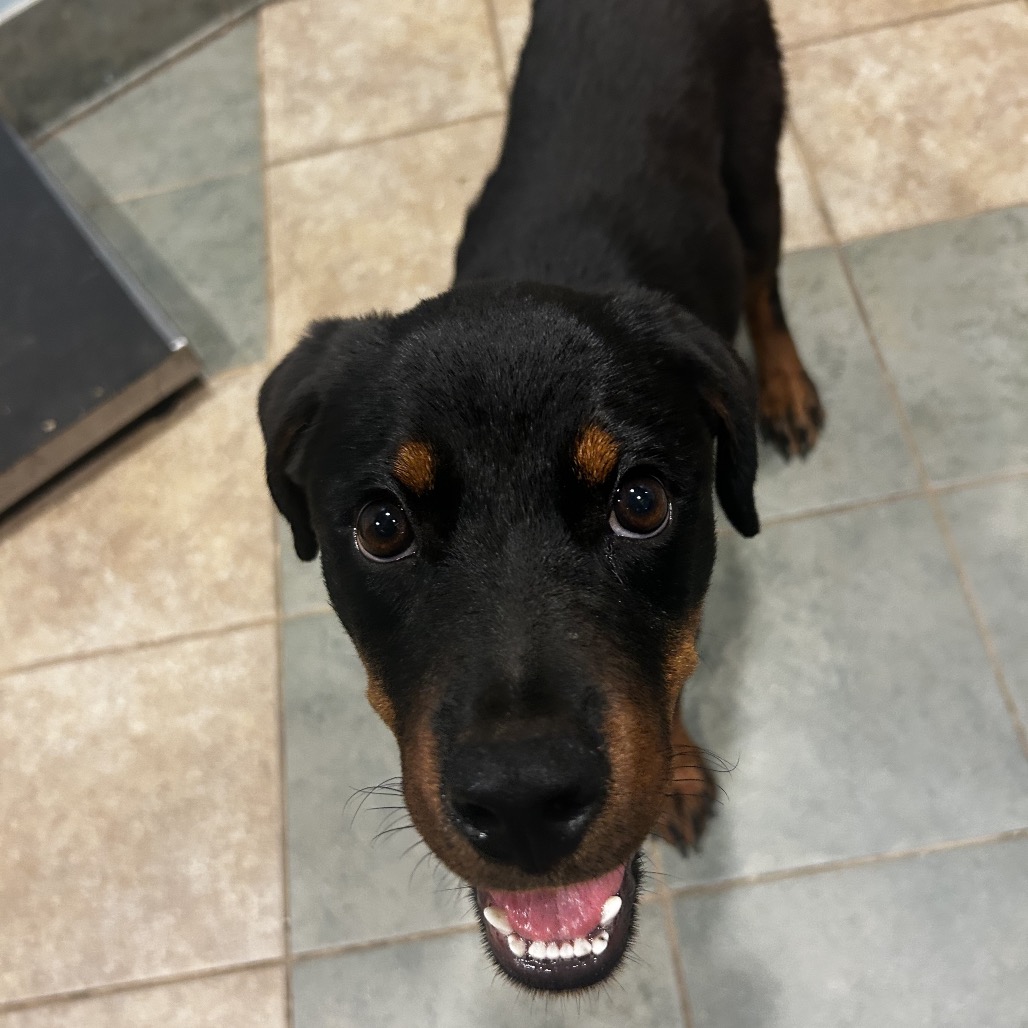 Shelter Stray Female Dog last seen , 4500 N Access Rd, Chattanooga, TN 37415, USA