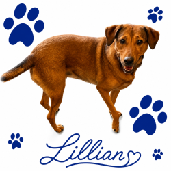 Shelter Stray Female Dog last seen , 2350 Appling City Cove, Memphis, TN 38133, USA