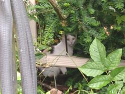 Found/Stray Unknown Cat last seen Near Dumont Ave., Campbell, OH 44405