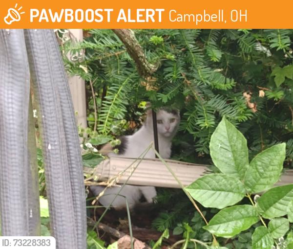 Found/Stray Unknown Cat last seen Near Dumont Ave., Campbell, OH 44405