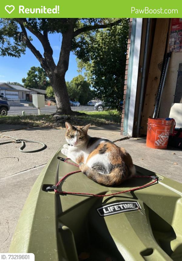 Reunited Female Cat last seen Sperry drive, Citrus Heights, CA 95621