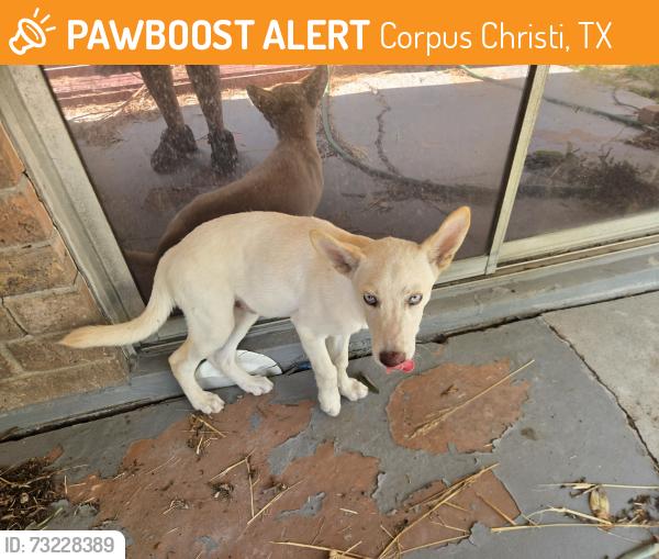 Found/Stray Male Dog last seen Weber/saratoga, Corpus Christi, TX 78413
