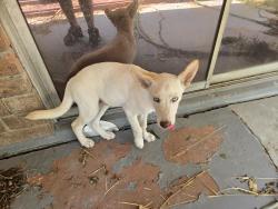Found/Stray Male Dog last seen Weber/saratoga, Corpus Christi, TX 78413