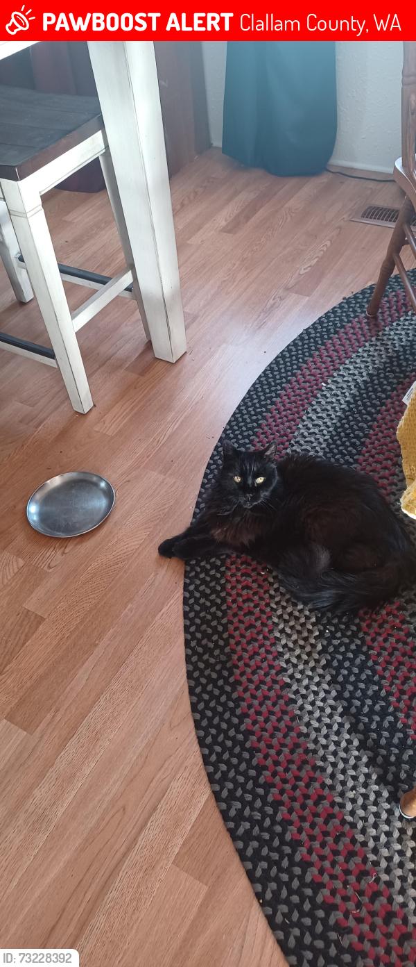 Lost Female Cat last seen Old Olympic Hiway, Clallam County, WA 98382