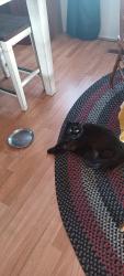 Lost Female Cat last seen Old Olympic Hiway, Clallam County, WA 98382