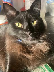 Lost Female Cat last seen Rua morfeu jardim santo Antônio, São Paulo, Sp, São Paulo, SP 08285-060