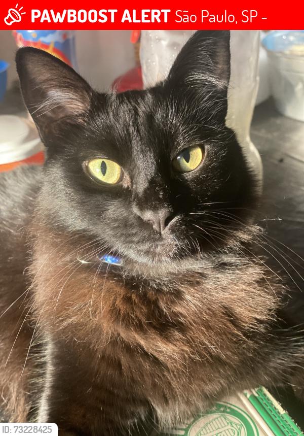 Lost Female Cat last seen Rua morfeu jardim santo Antônio, São Paulo, Sp, São Paulo, SP 08285-060