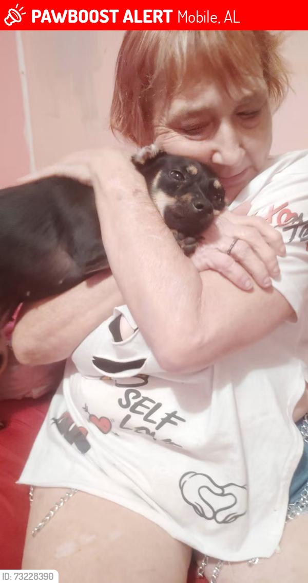 Lost Female Dog last seen End of universite, Mobile, AL 36609