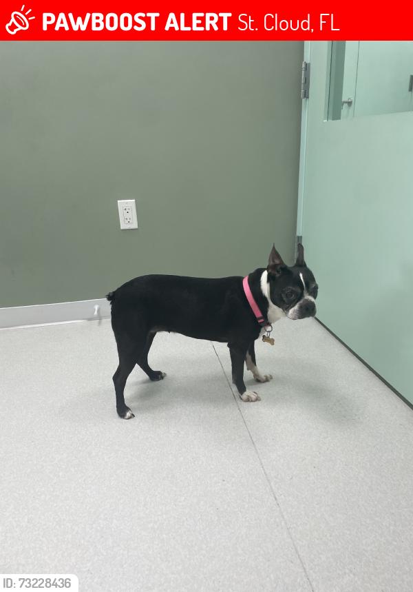 Lost Female Dog last seen In the Glenwood neighborhood in st cloud, St. Cloud, FL 34771