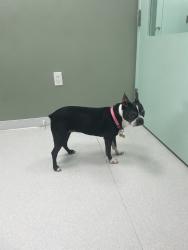 Lost Female Dog last seen In the Glenwood neighborhood in st cloud, St. Cloud, FL 34771