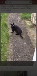 Lost Female Cat last seen kingswood avenue, Swindon, England SN3 2LG