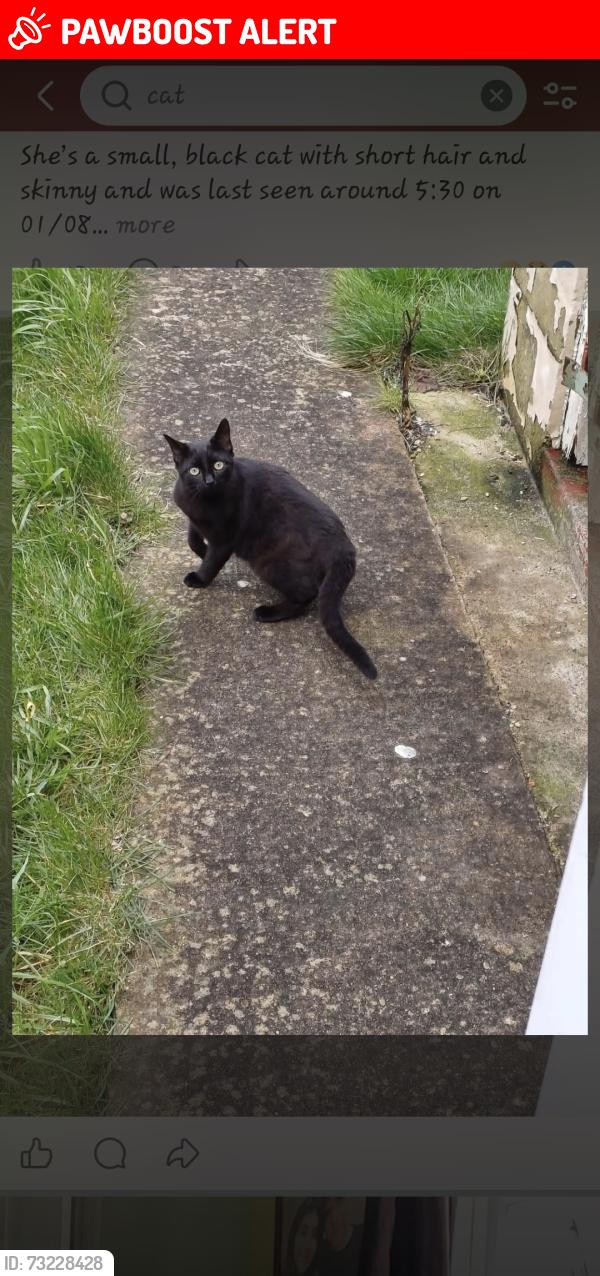Lost Female Cat last seen kingswood avenue, Swindon, England SN3 2LG