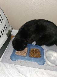 Reunited Male Cat last seen Lakewood Center Mall, near JC Penny's and Applebee's, Lakewood, CA 90712