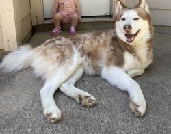 Reunited Male Dog last seen FAA rd, Euless, TX 75038