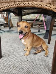 Found/Stray Male Dog last seen Hwy 98 N & Rock Ridge, Lakeland, FL 33809
