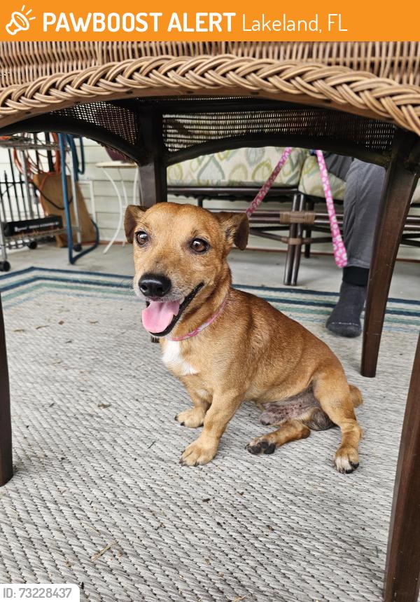 Found/Stray Male Dog last seen Hwy 98 N & Rock Ridge, Lakeland, FL 33809