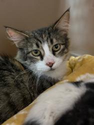 Shelter Stray Female Cat last seen Bexar County, 3353 Morningside Dr, New Braunfels, TX 78132, USA
