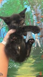 Shelter Stray Male Cat last seen Bexar County, 3353 Morningside Dr, New Braunfels, TX 78132, USA