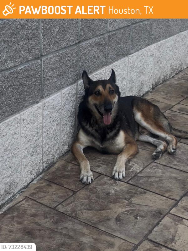 Found/Stray Male Dog last seen Fountain View and Richmond, Houston, TX 77057