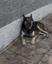 Found/Stray Male Dog last seen Fountain View and Richmond, Houston, TX 77057