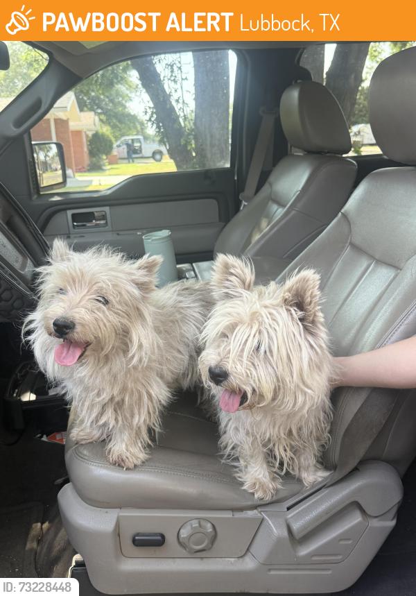 Found/Stray Unknown Dog last seen 41st and Indiana, Lubbock, TX 79413