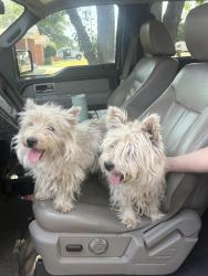 Found/Stray Unknown Dog last seen 41st and Indiana, Lubbock, TX 79413