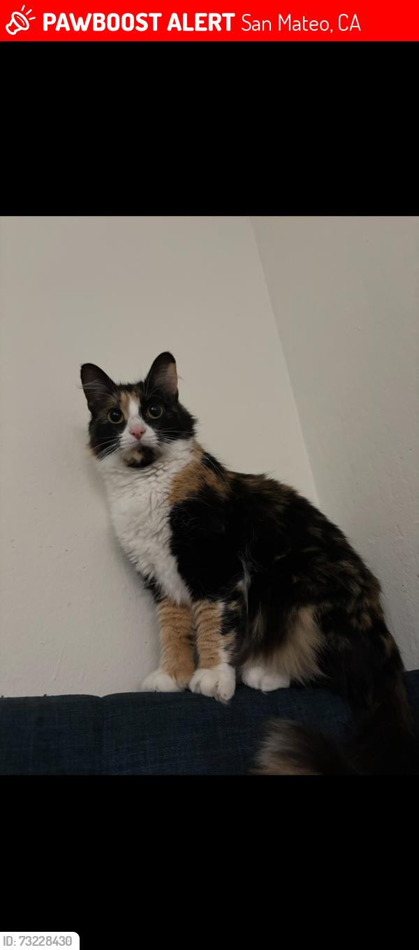Lost Female Cat last seen Los Prados, San Mateo CA, San Mateo, CA 94403