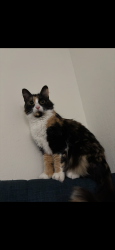 Lost Female Cat last seen Los Prados, San Mateo CA, San Mateo, CA 94403