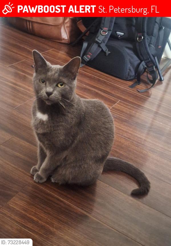 Lost Female Cat last seen 11th st n and 13 ave, St. Petersburg, FL 33705