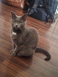 Lost Female Cat last seen 11th st n and 13 ave, St. Petersburg, FL 33705