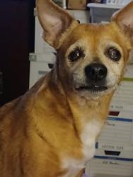 Reunited Female Dog last seen Windy oaks & Autumn Wind Dr., Houston, TX 77040