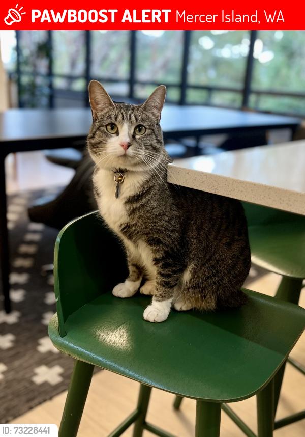 Lost Female Cat last seen 92nd Ave SE & SE 44th St, Mercer Island, WA 98040