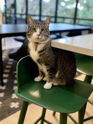 Lost Female Cat last seen 92nd Ave SE & SE 44th St, Mercer Island, WA 98040