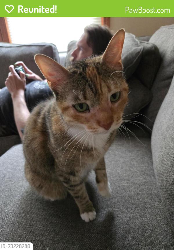 Reunited Female Cat last seen Pleasant Valley Rd and Orchard Street, Pleasant Valley, MO 64068