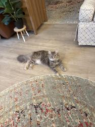 Lost Female Cat last seen Our home, Thomick Pl Goldsboro, Goldsboro, NC 27530