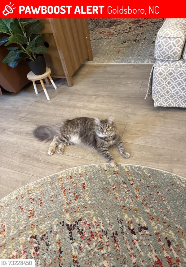 Lost Female Cat last seen Our home, Thomick Pl Goldsboro, Goldsboro, NC 27530