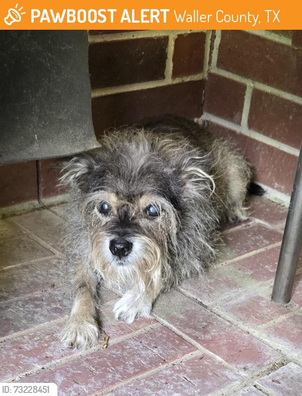 Found/Stray Male Dog last seen Creek Bend and Lakeside, Waller County, TX 77447