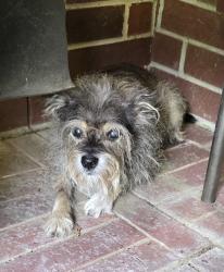 Found/Stray Male Dog last seen Creek Bend and Lakeside, Waller County, TX 77447