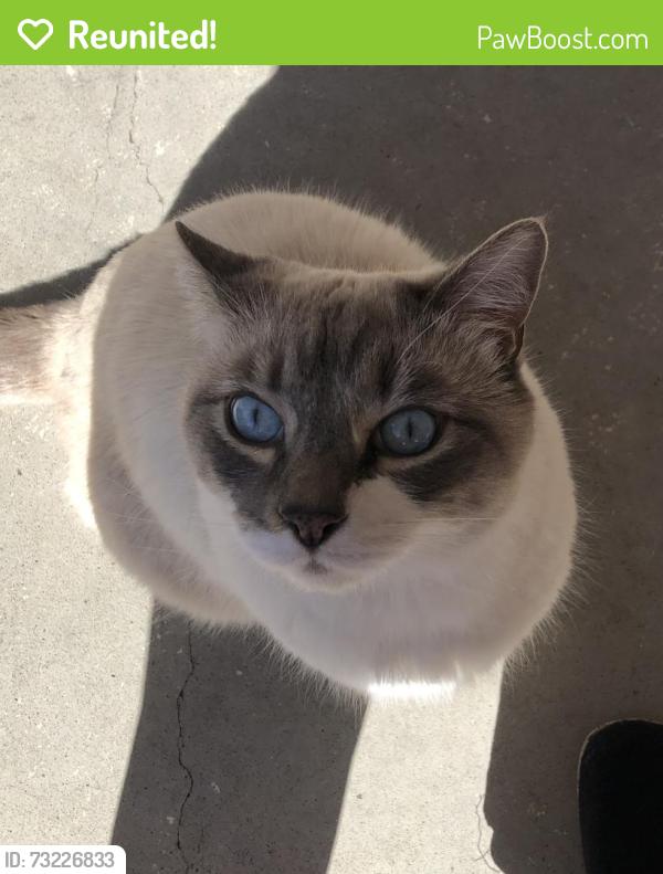 Reunited Male Cat last seen 88th and Rutgers in Shaw Heights, Westminster, CO 80031