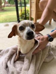 Found/Stray Female Dog last seen Bonny oaks, Chattanooga, TN 37416