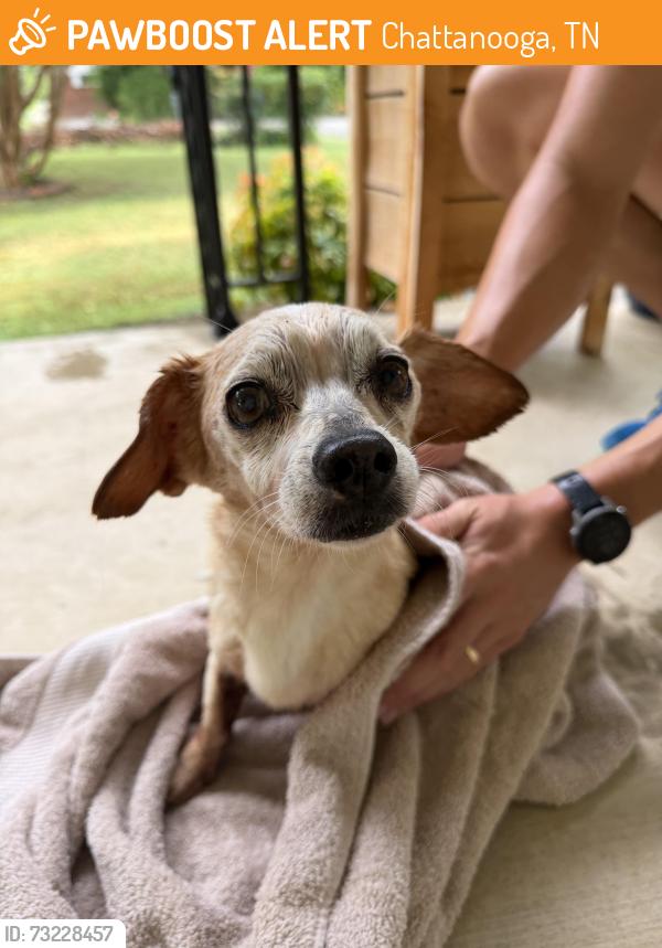 Found/Stray Female Dog last seen Bonny oaks, Chattanooga, TN 37416