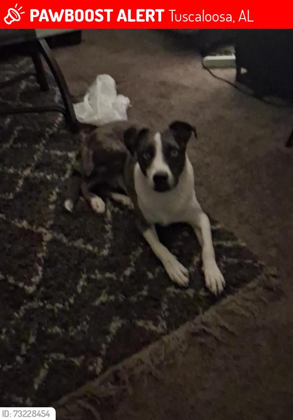 Lost Male Dog last seen Elm street, Kaulton Park area, Tuscaloosa, AL 35401