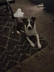 Lost Male Dog last seen Elm street, Kaulton Park area, Tuscaloosa, AL 35401