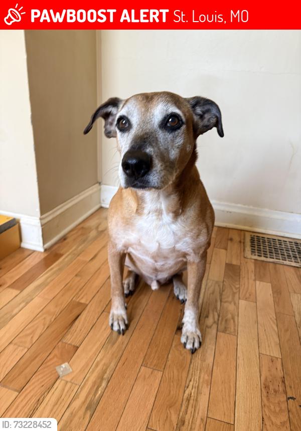 Lost Male Dog last seen the fairgrounds North City St. Louis, St. Louis, MO 63107
