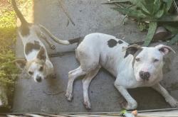 Found/Stray Male Dog last seen Pearmain and victor, Adelanto, CA 92301