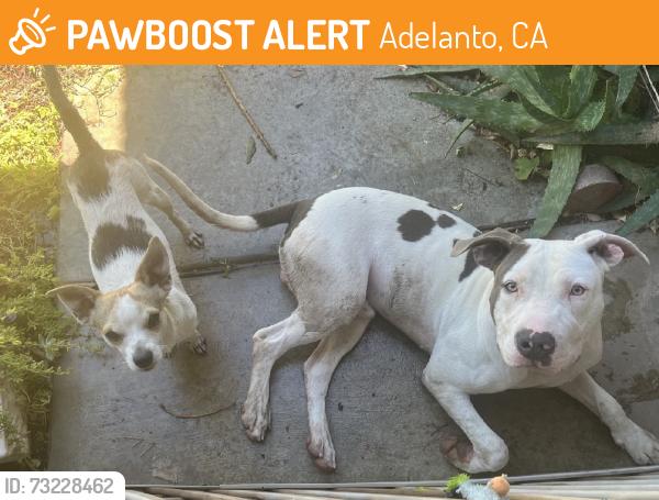 Found/Stray Male Dog last seen Pearmain and victor, Adelanto, CA 92301